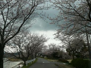 益田川土手の桜も咲きました！　　(島根)｜「花一」　（島根県益田市の花キューピット加盟店 花屋）のブログ