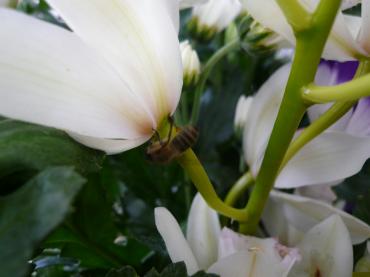 “いい季節”　実感です！｜「花一」　（島根県益田市の花キューピット加盟店 花屋）のブログ