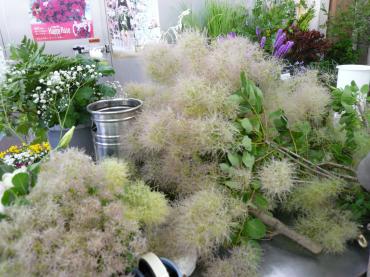スモークツリー収穫祭♪｜「花一」　（島根県益田市の花キューピット加盟店 花屋）のブログ