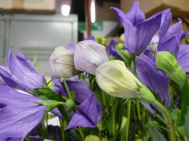 キキョウのつぼみ の 思い出 花屋ブログ 島根県益田市の花屋 花一にフラワーギフトはお任せください 当店は 安心と信頼の花キューピット加盟店です 花キューピットタウン