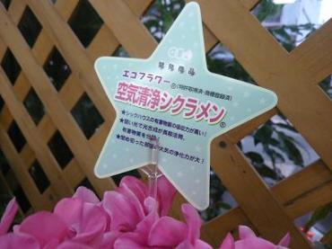 空気清浄・・・・・｜「花一」　（島根県益田市の花キューピット加盟店 花屋）のブログ