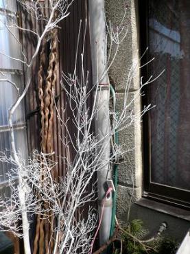 クリスマスからの贈り物｜「花一」　（島根県益田市の花キューピット加盟店 花屋）のブログ