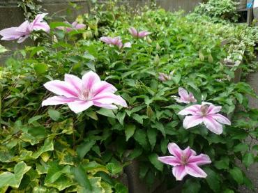 気候が良くなってきたので・・・・・｜「花一」　（島根県益田市の花キューピット加盟店 花屋）のブログ