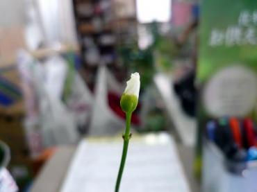 これは＼(◎o◎)／！｜「花一」　（島根県益田市の花キューピット加盟店 花屋）のブログ