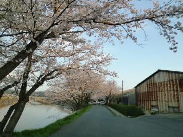 桜、満開です！｜「花一」　（島根県益田市の花キューピット加盟店 花屋）のブログ