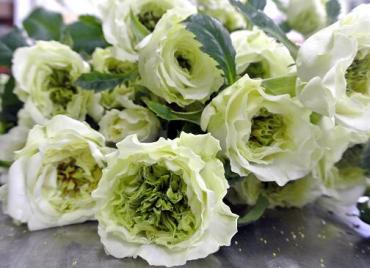 バラの目新しい品種！｜「花一」　（島根県益田市の花キューピット加盟店 花屋）のブログ