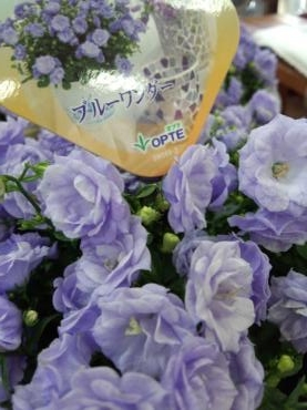 今日やってきた子たちの・・・・めだま！｜「花一」　（島根県益田市の花キューピット加盟店 花屋）のブログ