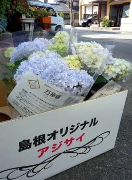 アジサイ《万華鏡》について｜「花一」　（島根県益田市の花キューピット加盟店 花屋）のブログ