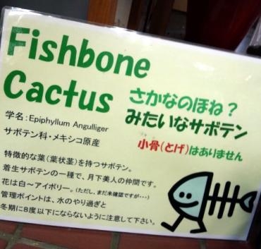 dsc_1228-fishbone-cactus-e8aaace6988ee69bb8