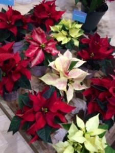 クリスマスっぽいもの、入ってます！｜「花一」　（島根県益田市の花キューピット加盟店 花屋）のブログ