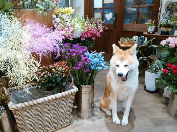 「花一」　（島根県益田市）の花屋店舗写真3